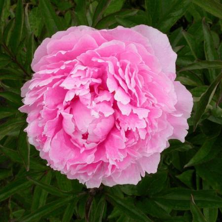 Paeonia lactiflora 'Sarah Bernhardt'