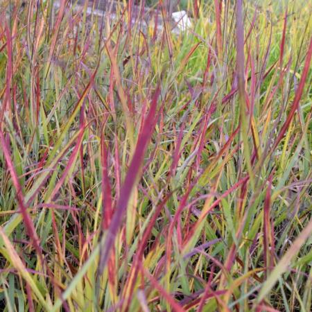 Panicum virgatum 'Shenandoah'