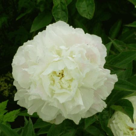 Paeonia lactiflora 'Shirley Temple'