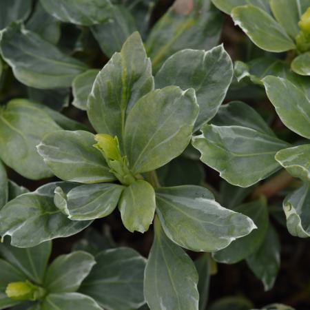 Pachysandra terminalis 'Variegata'