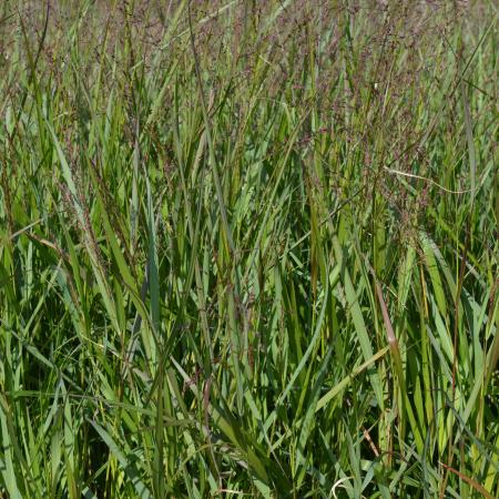 Panicum virgatum 'Warrior'