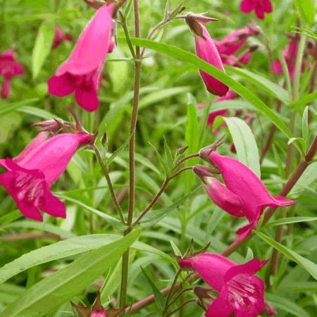 Penstemon 'Andenken an Friedrich Hahn'