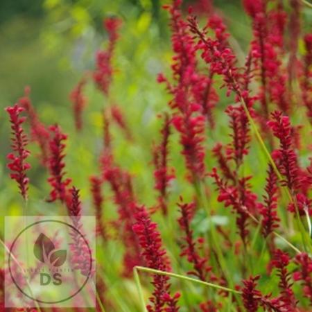 Persicaria amplex. 'Anne's Choice'