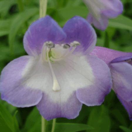 Penstemon  'Alice Hindley'