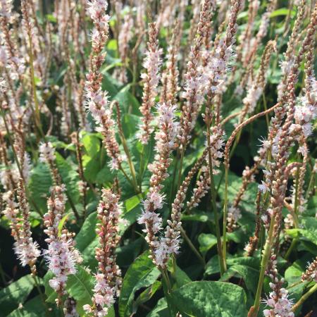 Persicaria amplexicaulis 'Alba Junior'