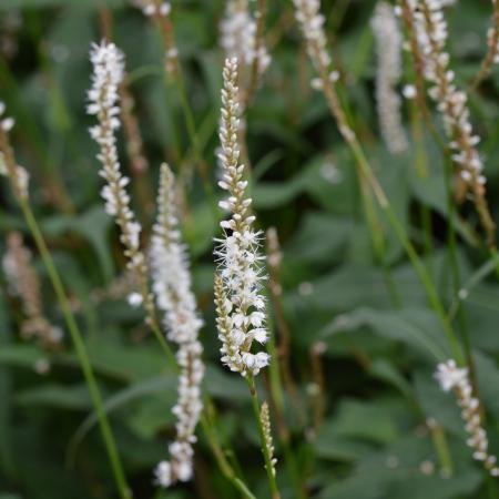 Persicaria amplexicaulis 'Alba'