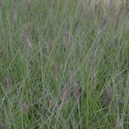 Pennisetum alopecuroides