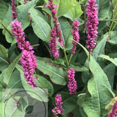 Persicaria amplexicaulis 'Amethyst Summer'