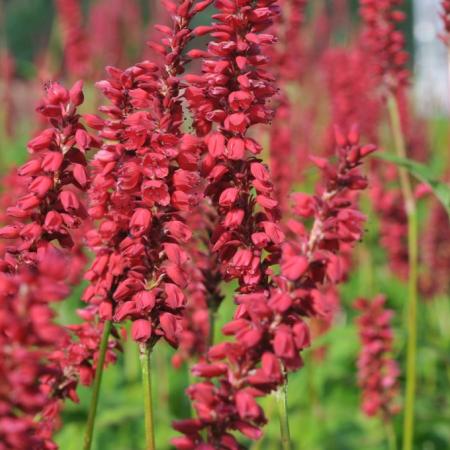 Persicaria amplexicaulis 'Caliente'