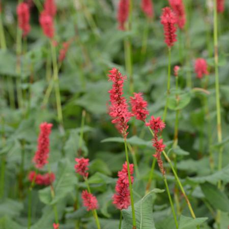 Persicaria amplexicaulis JS 'Calor'