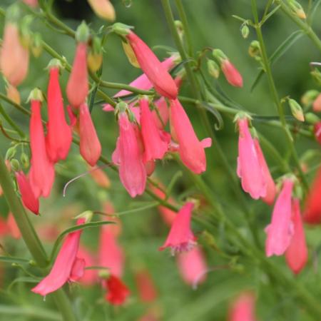 Penstemon barbatus 'Coccineus'