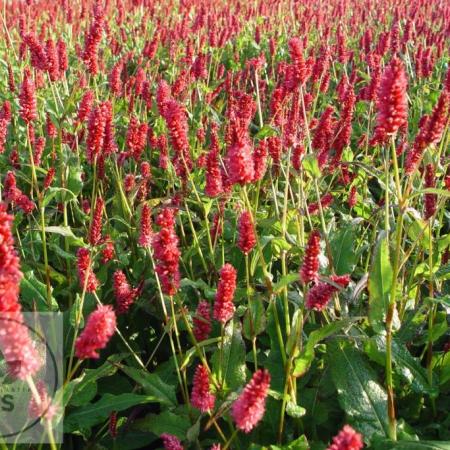 Persicaria amplexicaulis JS 'Delgado Macho'