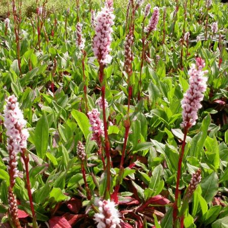 Persicaria affinis 'Darjeeling Red'