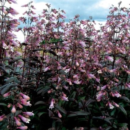 Penstemon 'Dark Towers'