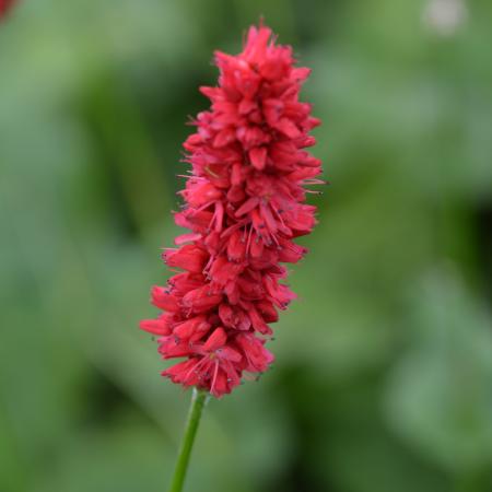 Persicaria amplexicaulis 'Fat Domino'