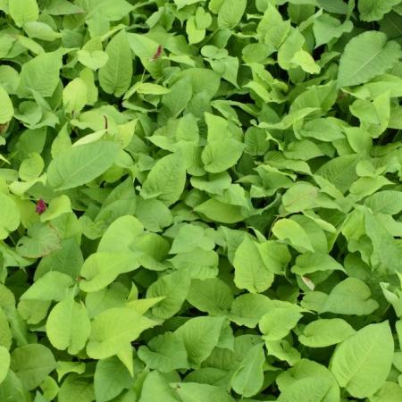 Persicaria amplexicaulis 'Golden Arrow'