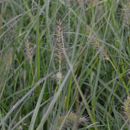 Pennisetum alopecuroides 'Gelbstiel'