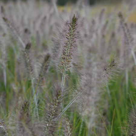 Pennisetum alopecuroides 'Hameln'