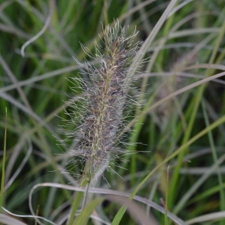 Pennisetum alopecuroides 'Herbstzauber'