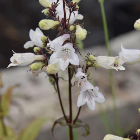 Penstemon digitalis 'Huster Red'