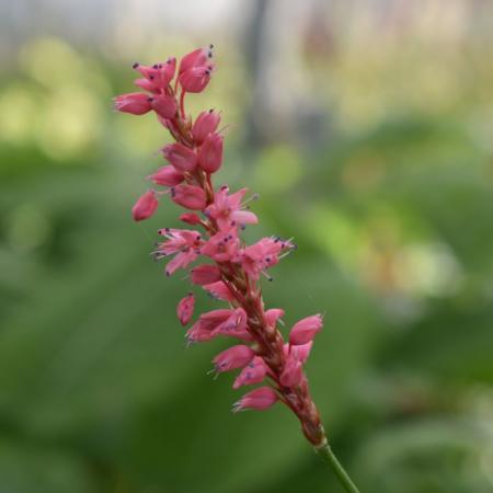 Persicaria amplexicaulis 'High Society'