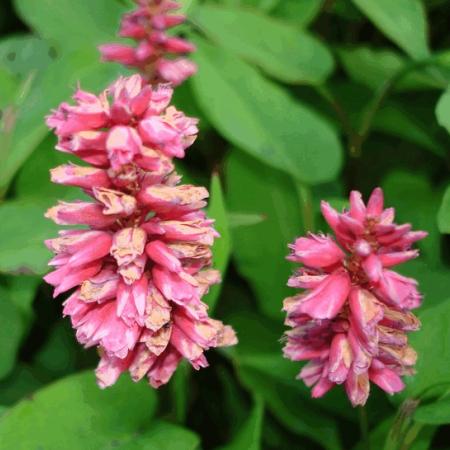 Persicaria amplexicaulis 'Inverleith'