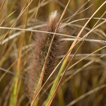 Pennisetum alopecuroides 'Japonicum'