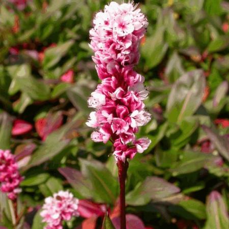 Persicaria affinis 'Kabouter'
