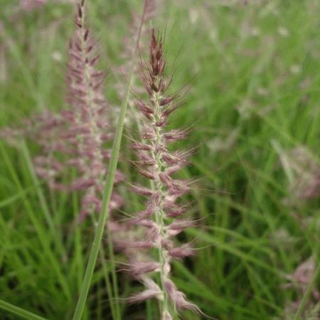Pennisetum orientale 'Karley Rose'