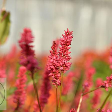 Persicaria amplexicaulis JS 'Keep Smiling'