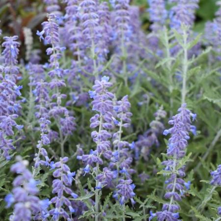 Perovskia atriplicifolia 'Lacey Blue'