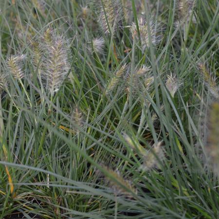 Pennisetum alopecuroides 'Little Bunny'