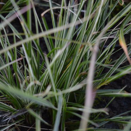 Pennisetum alopecuroides 'Little Honey'