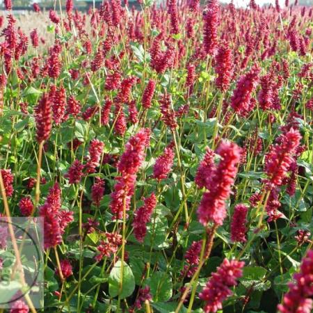 Persicaria amplexicaulis 'Lisan'