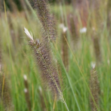 Pennisetum alopecuroides 'Magic'