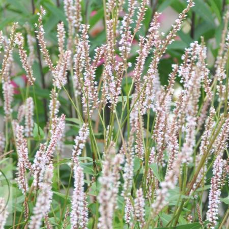 Persicaria amplexicaulis JS 'Misty Morning'