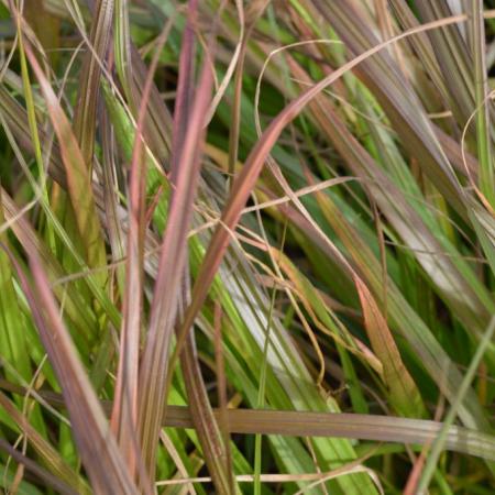 Pennisetum alopecuroides 'Moudry'