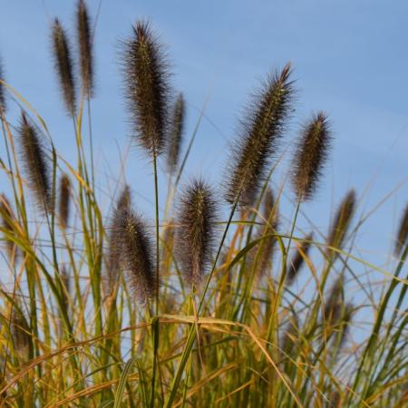 Pennisetum alopecuroides 'National Arboretum'