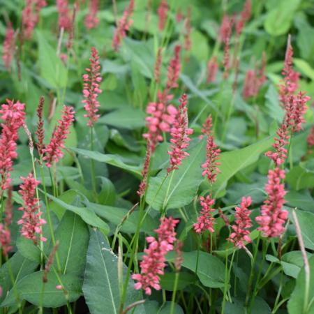 Persicaria amplexicaulis 'Orange Field'