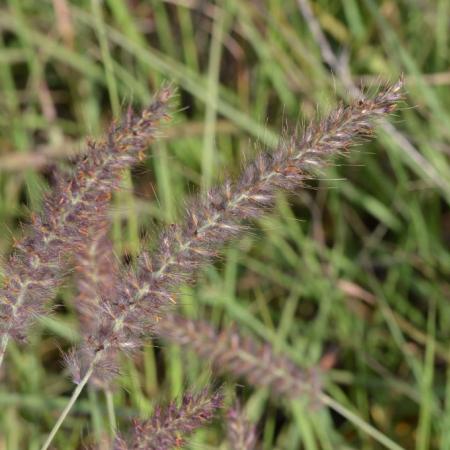 Pennisetum orientale