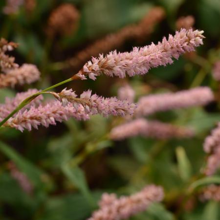 Persicaria amplexicaulis 'Pink Elephant'