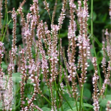 Persicaria amplex. 'Pink Mist'