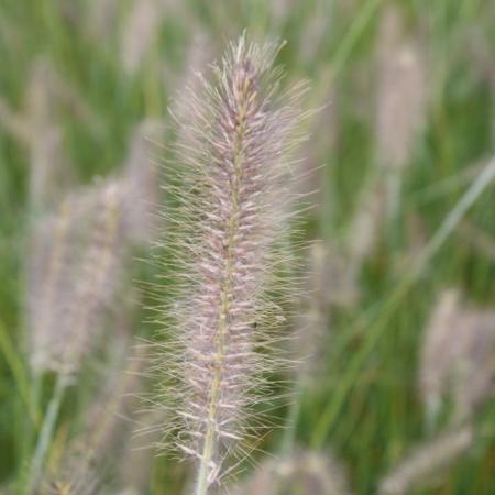 Pennisetum alopecuroides 'Reborn'