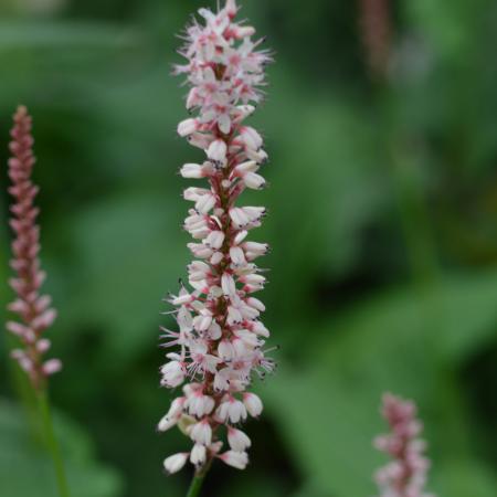 Persicaria amplexicaulis 'Rosea'