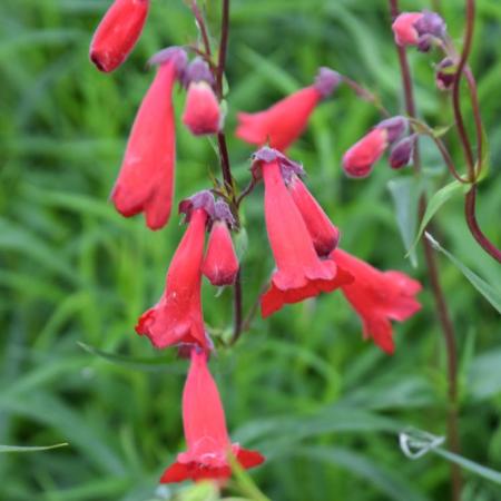 Penstemon 'Schönholzeri'