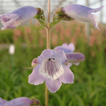 Penstemon 'Sour Grapes'