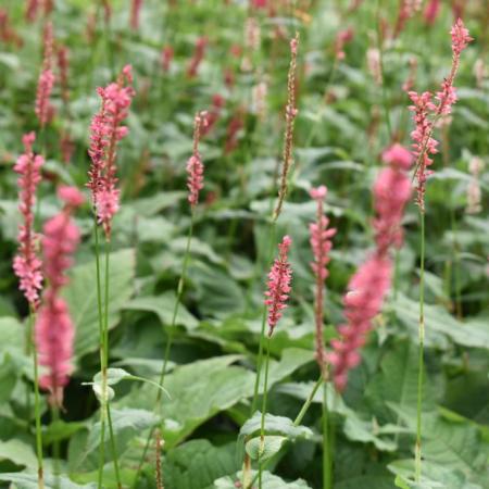 Persicaria amplexicaulis 'Seveven Oads Village'