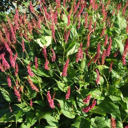 Persicaria amplexicaulis 'Taurus'