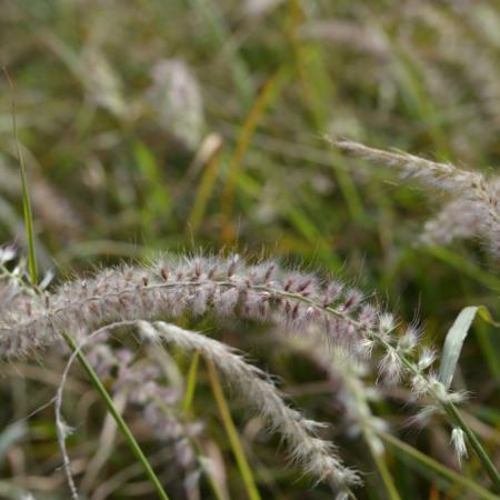 Pennisetum orientale 'Tall Tails'