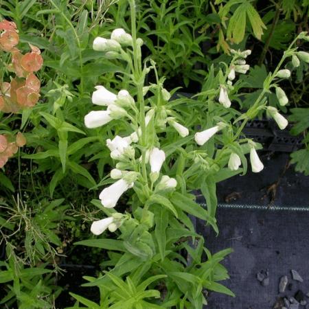 Penstemon 'White Bedder'